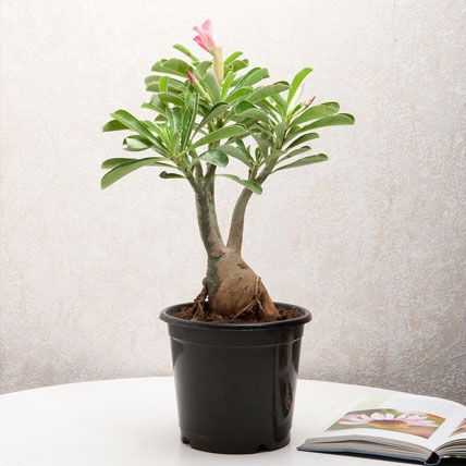 Adenium Desert Rose: Gifts Delivery