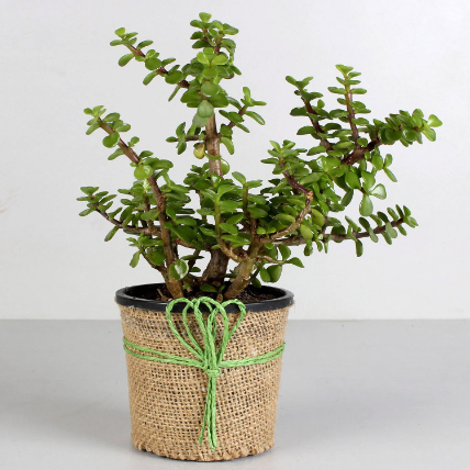 Air Purifying Jade Plant: Birthday Gifts 