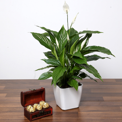 Amazing Peace Lily Plant and Chocolates: Gift Combos 