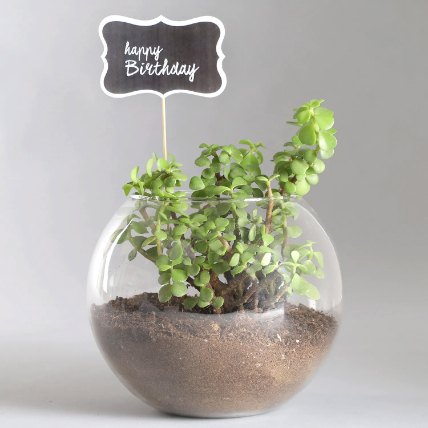 Birthday Jade Plant: Birthday Gifts 