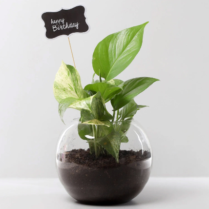 Birthday Theme Money Plant:  Plants Delivery