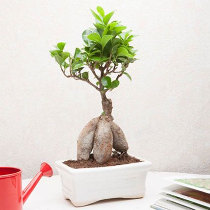Ficus Bonsai: 