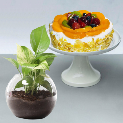 Fruit Cake With Money Plant: Combos Gift