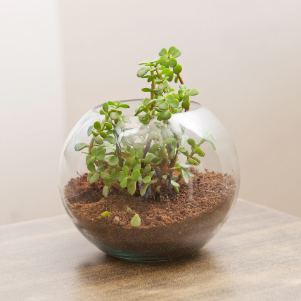 Jade Plant In Round Vase:  Plants Delivery