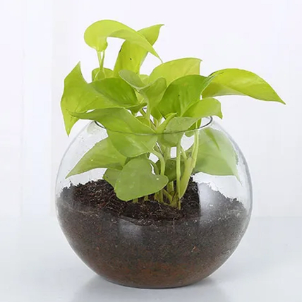 Leafy Money Plant Round Vase: Birthday Gifts 