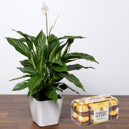 Lily Plant with Ferrero Rocher: Combos Gift