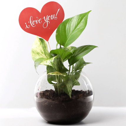 Love You Tag Money Plant: Gifts for Valentines Day