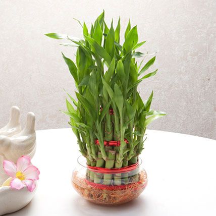 Lucky Bamboo Plant: Order Plants 