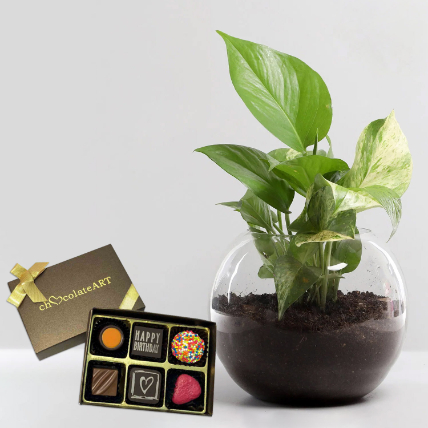 Money Plant with Artistic Birthday Chocolate: Combos Gift