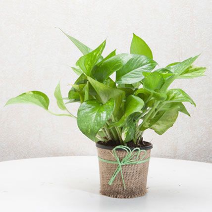 Money Plant: Birthday Gifts for Mother