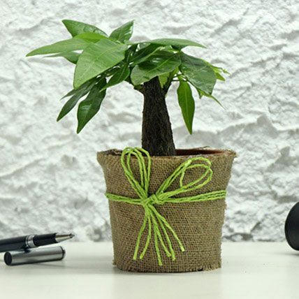 Money Tree: Gifts for Mother 