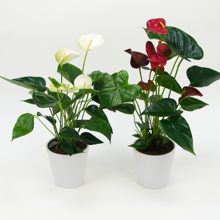 Red And White Anthurium Plants Combo: 