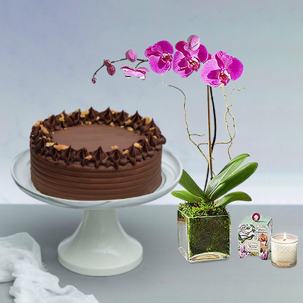 Walnut Chocolate Cake With Purple Orchid Plant: Gift Combos 