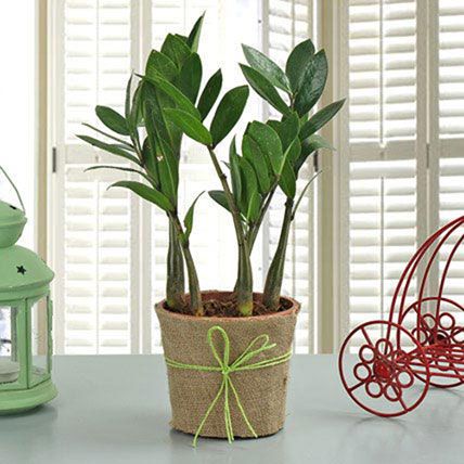 Zamia Plant: Birthday Gifts for Mother