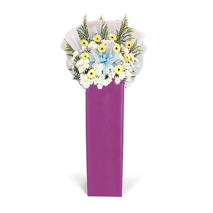 Cream Gerberas White Pom In Lovely Pink Stand