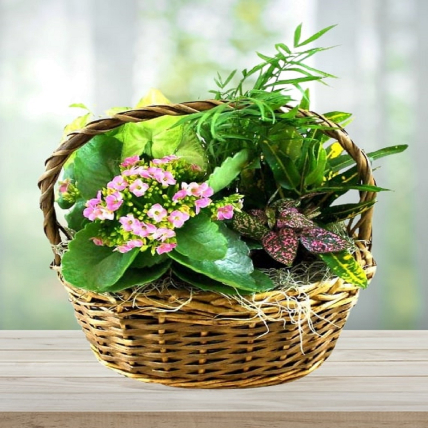 Floral Dish Garden Basket