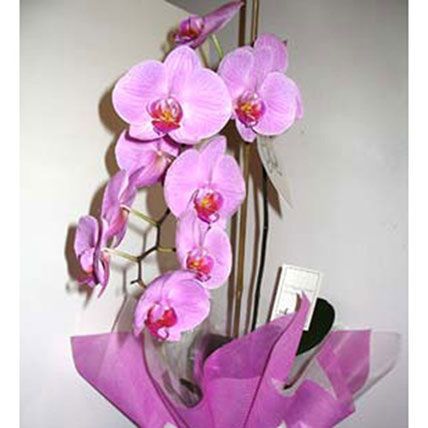 Pot Orchid Plant