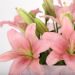 Admirable Asiatic 6 Pink Lilies Bunch