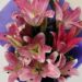 Alluring Pinkish Oriental 12 Lilies Bouquet