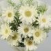 Beautiful 12 White Gerbera Bouquet