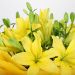 Bright Yellow Asiatic Lilies