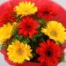 Glorious Red Yellow 3 Gerbera Blossoms