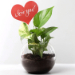 Love You Tag Money Plant