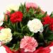 Mixed Carnations Bouquet with Green Fillers