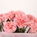 Pretty 12 Pink Carnations Bouquet
