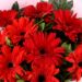 Ravishing 12 Red Gerberas Bouquet