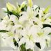 serene arranagement of lovely white lilies