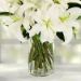serene arranagement of lovely white lilies