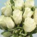 vase of elegant white roses