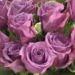 vase of mystic purple roses
