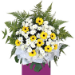 Yellow Gerberas White Pom In Beautiful Pink Stand